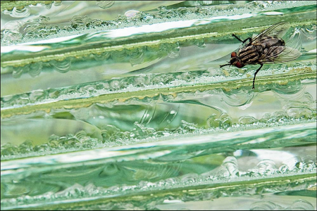 Fly On Glass