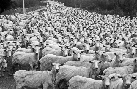 Sheared sheep